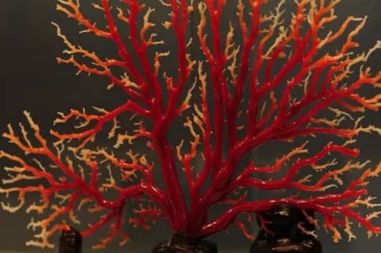 保养红珊瑚的清油是什么油